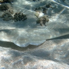 flat fish with tail
