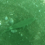 Unidentified Images - Whats That Fish!