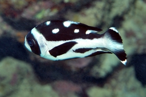 Black-and-White Snapper (juvenile)