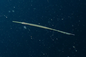 Trumpetfish (Juvenile)
