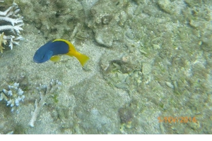 Blue-and-yellow Grouper (Juvenile)