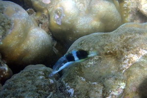 Black-barred Wrasse (Juvenile)