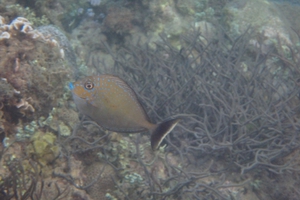 Bignose Unicornfish (Juvenile)