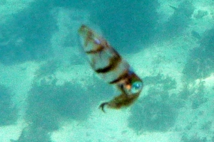 Long-finned Squid (Juvenile)