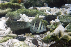 White-spotted Surgeonfish (Juvenile)