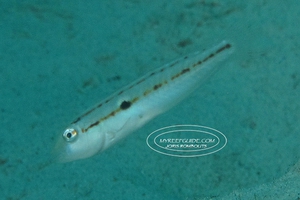 Knife Razorfish (Juvenile)