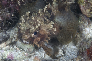 Grunting Toadfish (Juvenile)
