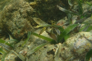 Bucktooth Parrotfish (Juvenile)
