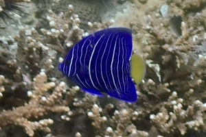 Yellowbar Angelfish (Juvenile)