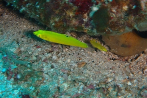 Canary Wrasse (Juvenile)