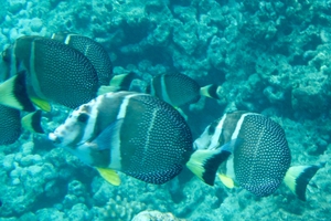 White-spotted Surgeonfish