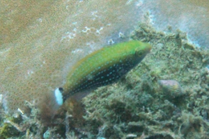 Swarthy Parrotfish (Juvenile)