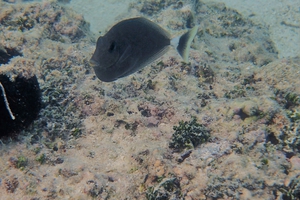 Ringtail surgeonfish (Juvenile)