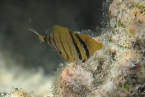 Indian Sailfin Surgeonfish (Juvenile)