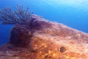 Ocean Surgeonfish (Juvenile)