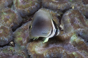Eastern Triangular Butterflyfish (Juvenile)