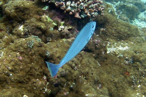 Sleek Unicornfish (Juvenile)