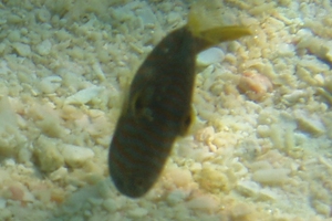 Orange-lined Triggerfish (Juvenile)