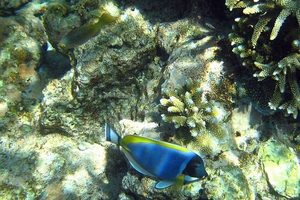 Longnose Parrotfish (Juvenile)