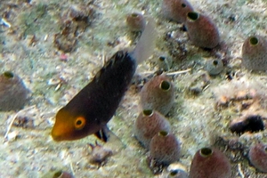 Filament-fin Parrotfish (Juvenile)