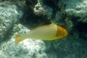 Spotted Parrotfish  (Juvenile)