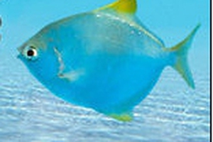 Diamondfish