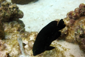 Longfin Damselfish