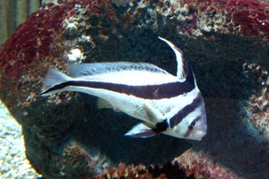 Jack-knifefish