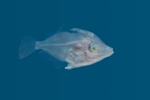 Japanese Filefish