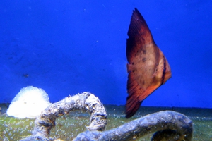 Orbicular Batfish (Juvenile)