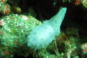 Broadclub Cuttlefish (juvenile)