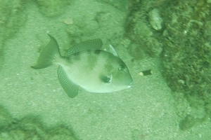  Grey Triggerfish