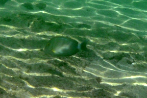 Yellowfin Surgeonfish (Juvenile)