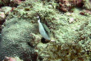 Halfmoon Triggerfish (Juvenile)