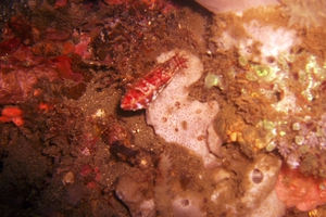 Flamboyant Cuttlefish (Juvenile)