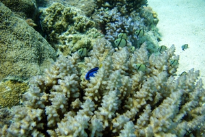 Palette Surgeonfish (Juvenile)
