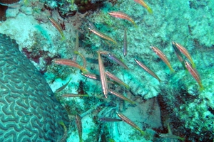 Bluelip Parrofish (Juvenile)