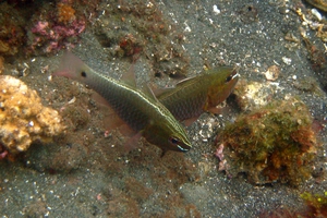 Hartzfeld's Cardinalfish 