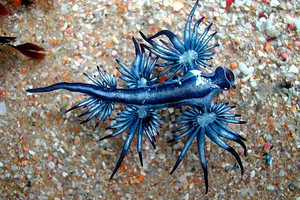 Blue Sea Slug