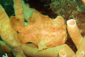 Giant Frogfish (Juvenile)