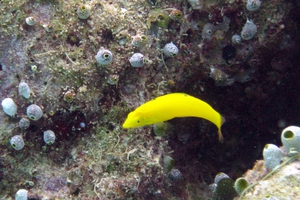 Canary Wrasse