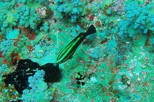 Steephead Parrotfish (juvenile)