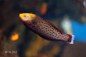 African Wrasse