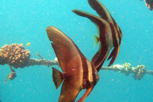 Longfin Spadefish (juvenile)