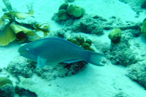Image result for juvenile blue parrotfish
