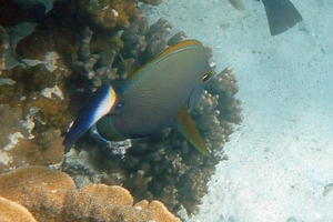 Fine-lined Surgeonfish
