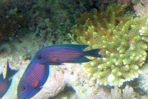 Striated Surgeonfish (Juvenile)