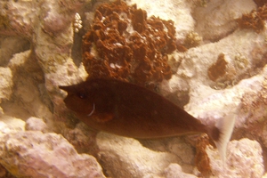 Spotted Unicornfish (Juvenile)