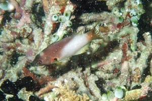 Axilspot Hogfish