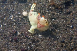 Warty Frogfish (Juvenile)